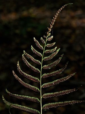 Diplazium pycnocarpon (Narrow-Leaved Glade Fern) - Fruitdots