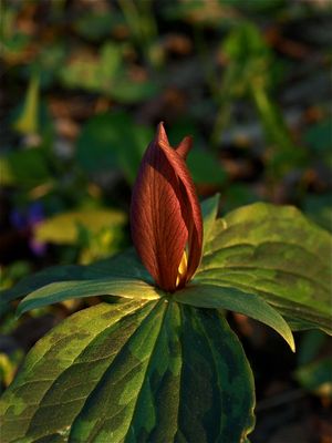 Trillium sessile (Sessile Trillium)