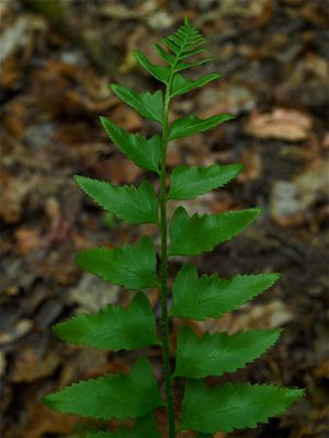 Polystichum acrostichoides (Christmas Fern) - Cut-Leaved Variety