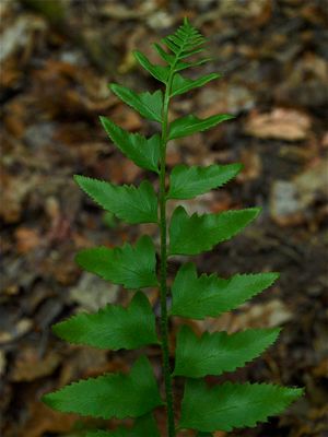 Non-Flowering Plants