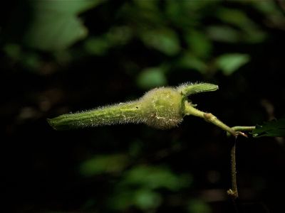 Corylus cornuta (Beaked Hazelnut)