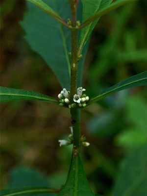 Lycopus virginicus (Virginia Water-Horehound)