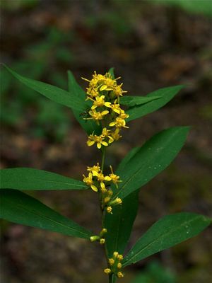 Solidago caesia (Blue-Stemmed Goldenrod)