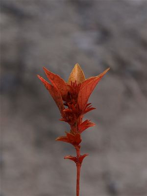 Acalypha rhomboidea (Common Three-Seeded Mercury)