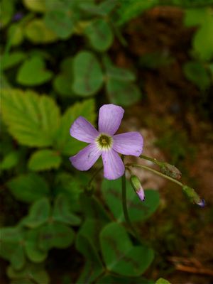 Oxalis violacea (Violet Wood-Sorrel)
