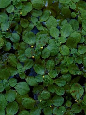 Callitriche heterophylla (Large Water-Starwort)