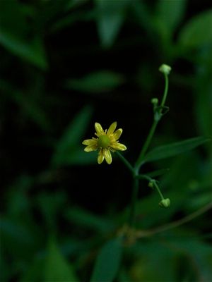 Ranunculus ambigens (Water-Plantain Spearwort)