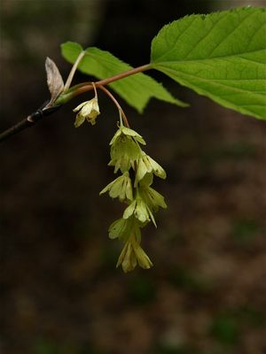 Acer pensylvanicum (Striped Maple)