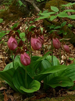 Cypripedium acaule (Pink Lady's-Slipper) - Large Cluster