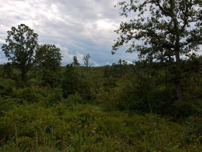Serpentine Thicket