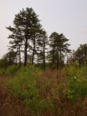 Mountain Barrens with Shrubs and Sparse Tree Cover