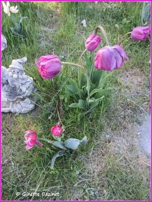 Regarde ce que les tulipes ont l'air ce matin ? Elles taient si belles hier.