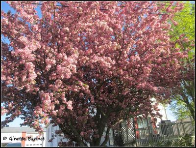 Qu'arrivera-t-il aux fleurs du pommetier rose ?