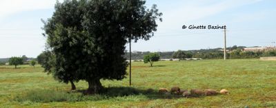 g13/00/1079800/3/174532730.98f68b4a.JPEG