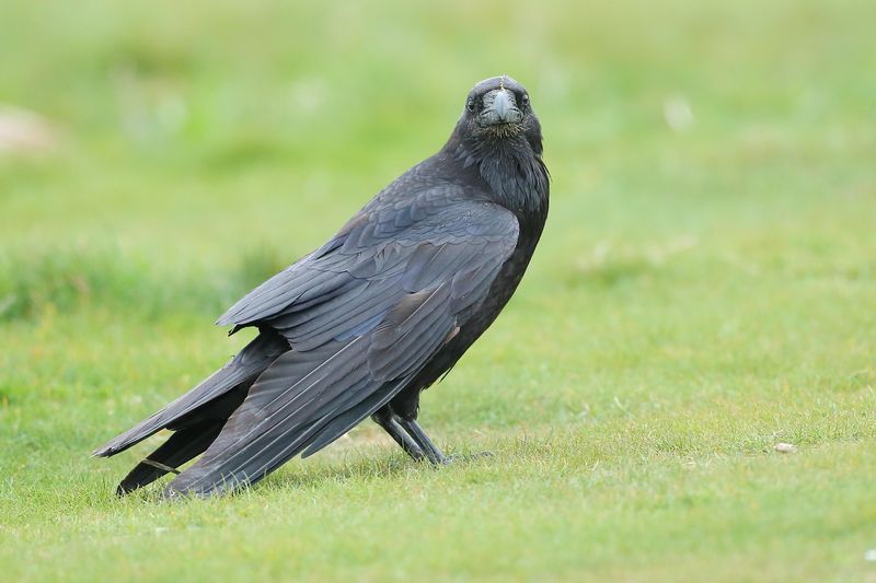 Northern Ravens