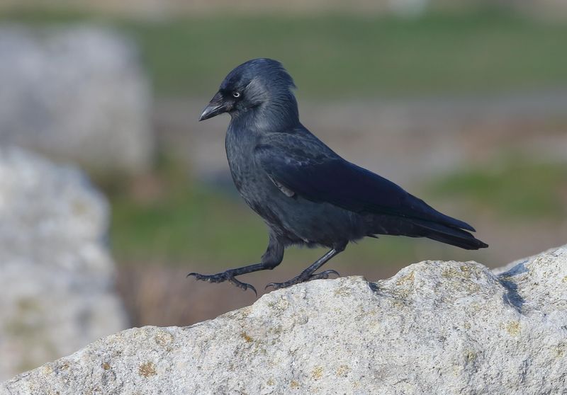 Western Jackdaw