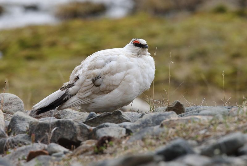 Rock Ptarmigan