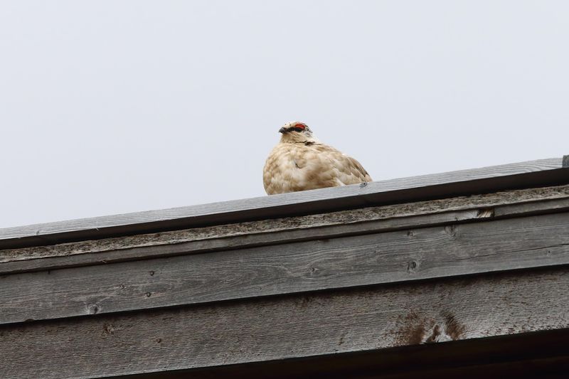 Rock Ptarmigan