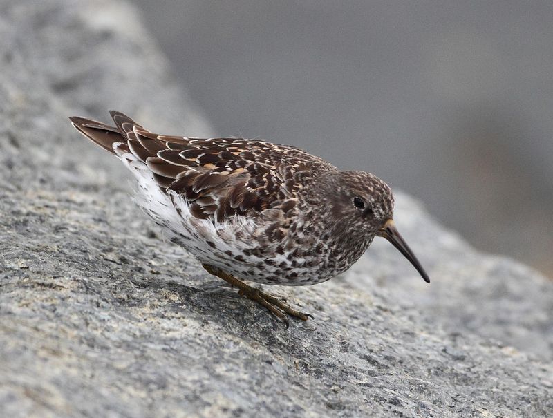 Purple Sandpiper