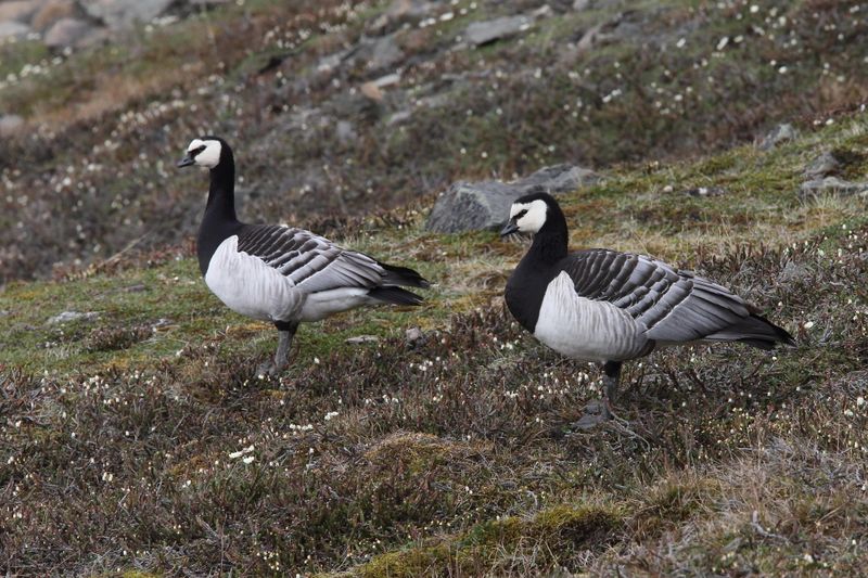 Barnacle Geese