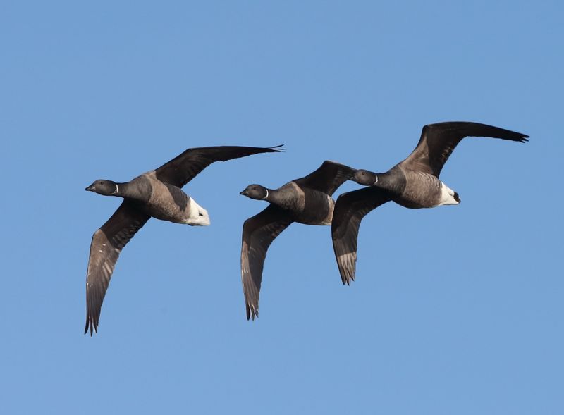 Brent Geese