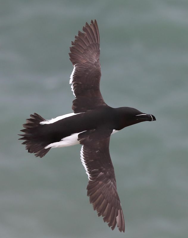 Razorbills
