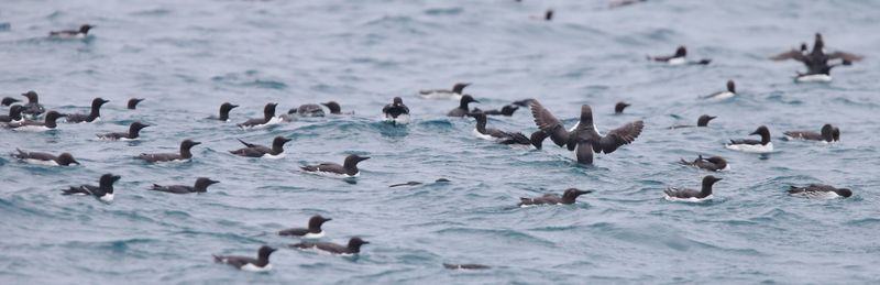 Common Guillemots