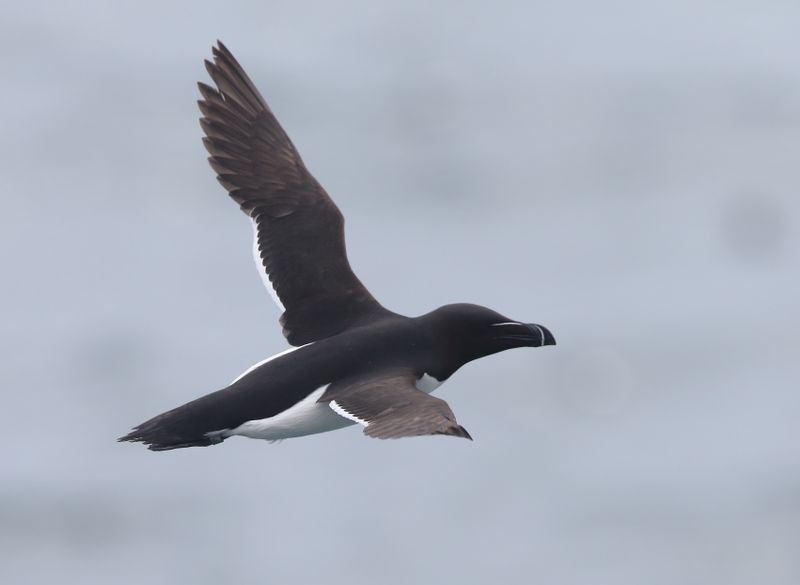 Razorbills