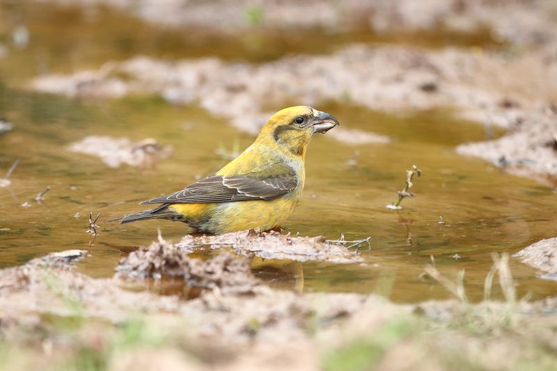 Red Crossbills