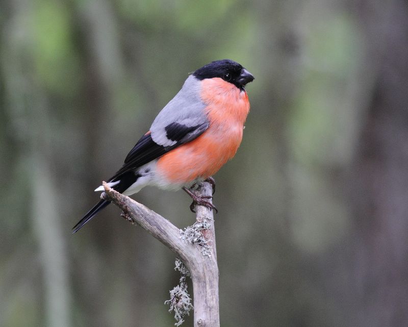 Bullfinches
