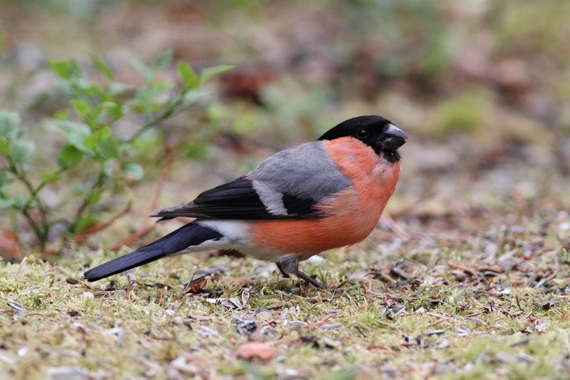 Bullfinches