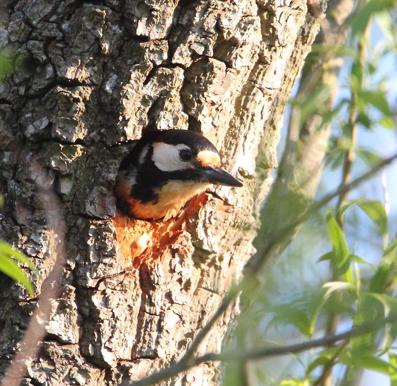 Great-spotted Woodpecker