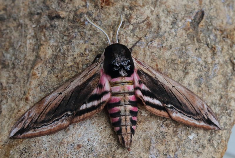 Privet Hawk Moth