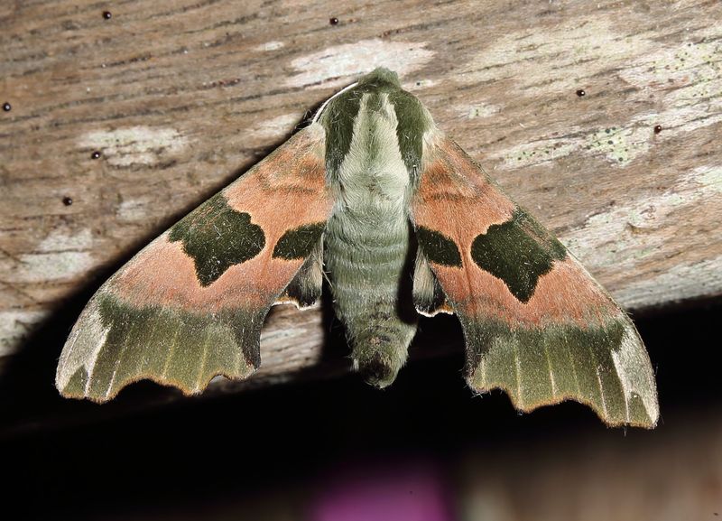 Lime Hawk Moth