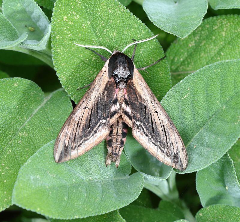 Privet Hawk Moth