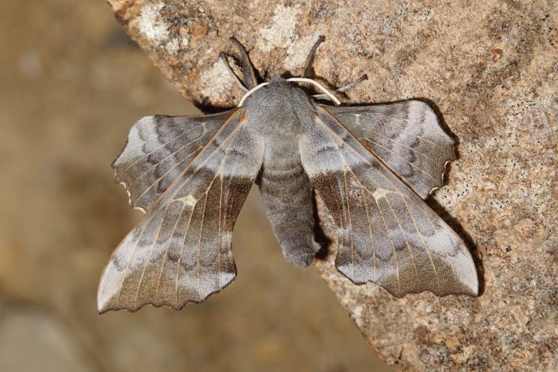 Hawk Moths