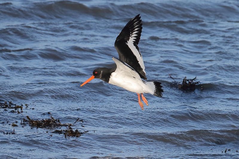 Eurasian Oystercatcher