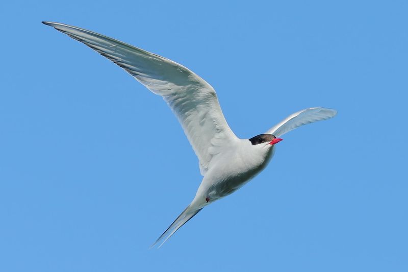 Arctic Tern