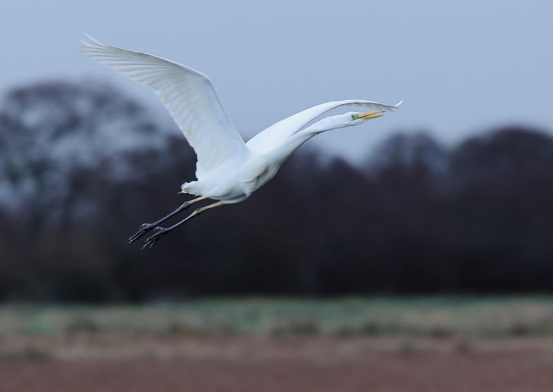 Great Egret
