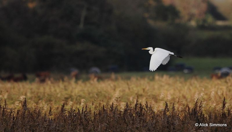 Great Egret