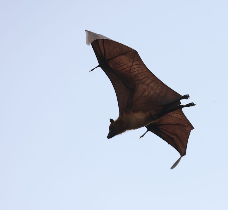 Indian Flying Fox