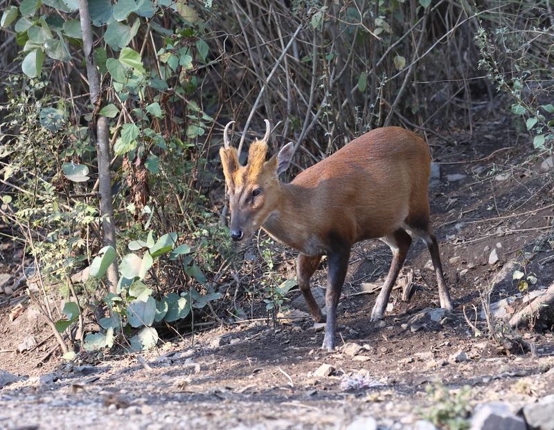 Indian Muntjac
