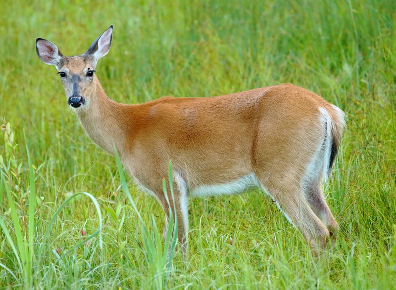 White-tailed Deer