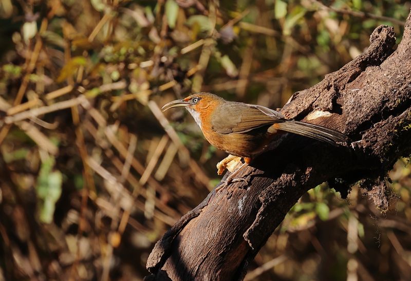 Rusty-cheeked Scimitar Babbler