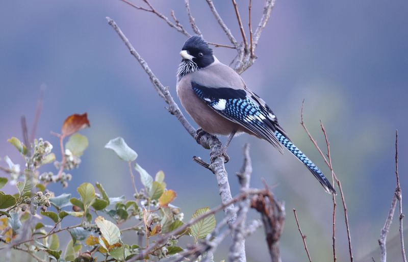 Black-headed Jay