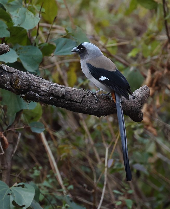 Grey Treepie