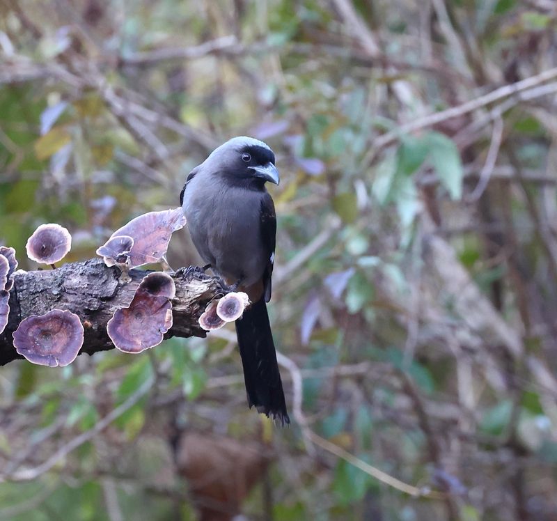 Grey Treepie