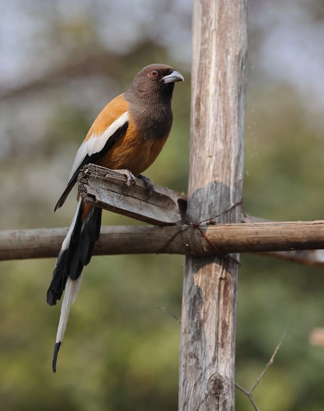 Rufous Treepie