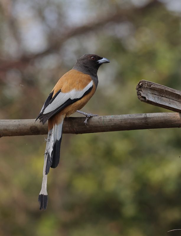 Rufous Treepie