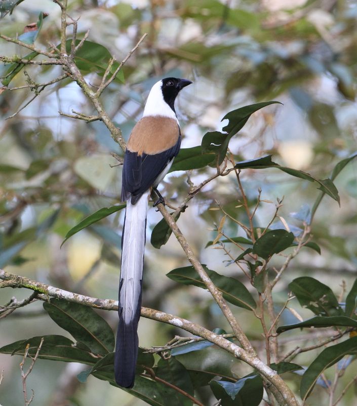 Treepies of India